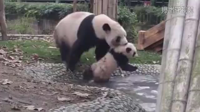Baby pandas don't like bathing. They are dragged into the pool by their mother. The camera takes funny moments.