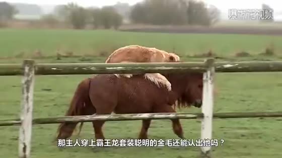 Men pretend to be Tyrannosaurus Rex and frighten Golden Retrievers. After watching the video, stop laughing the next second.