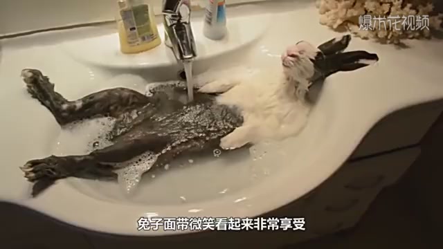 The owner bathes the rabbit, and the rabbit bathes until he falls asleep. Is that too enjoyable?