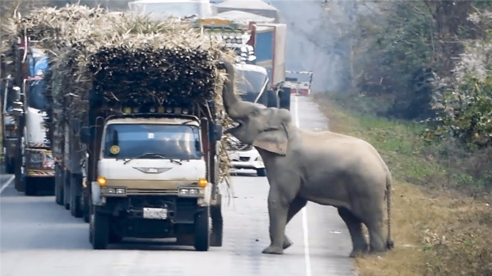 The elephant was so hungry that he went to the human car to eat sugarcane. The whole process was photographed!