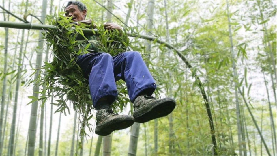The 70-year-old man is as light as a swallow and shuttles freely in the bamboo forest. He is given the nickname 