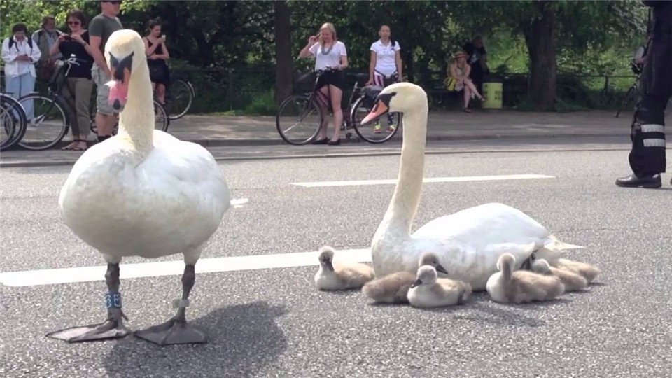 Swans are beautiful, but they "control" the traffic in Denmark. Even traffic policemen should protect their safety.