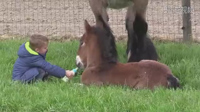 The little boy fed the pony, and the mother of the horse stood beside him, crying warmly in the end.