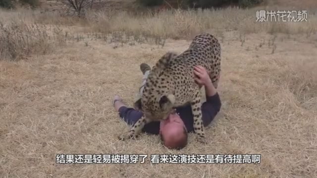 The keeper pretended to be dead in front of the leopard. The leopard behaved unexpectedly.