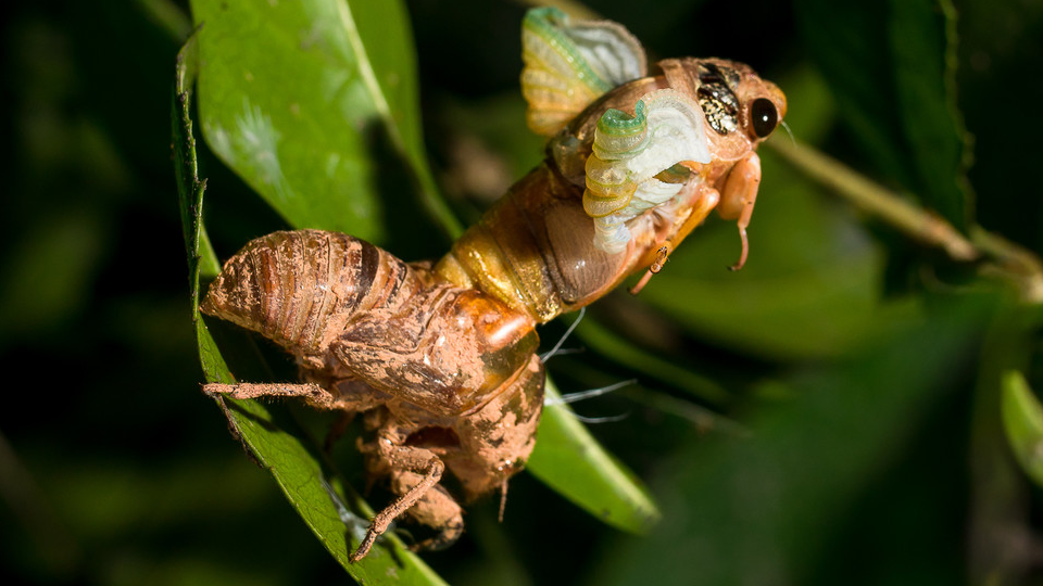 Why do more and more farmers choose to breed golden cicadas? How much money do they make?