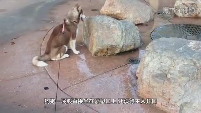 Husky sat down on the fountain mouth, but the fountain suddenly sprayed water. Stop laughing for the next second.