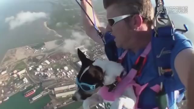 Dog and master completed a 1000-meter parachute jump together. The dog's reaction was too funny.