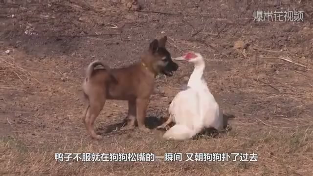 A duck fights with a puppy. The puppy learns to attack the key point. The duck runs with a twist of its buttock.
