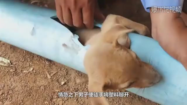 A poor stray dog is stuck in a water pipe. The next picture is moving.