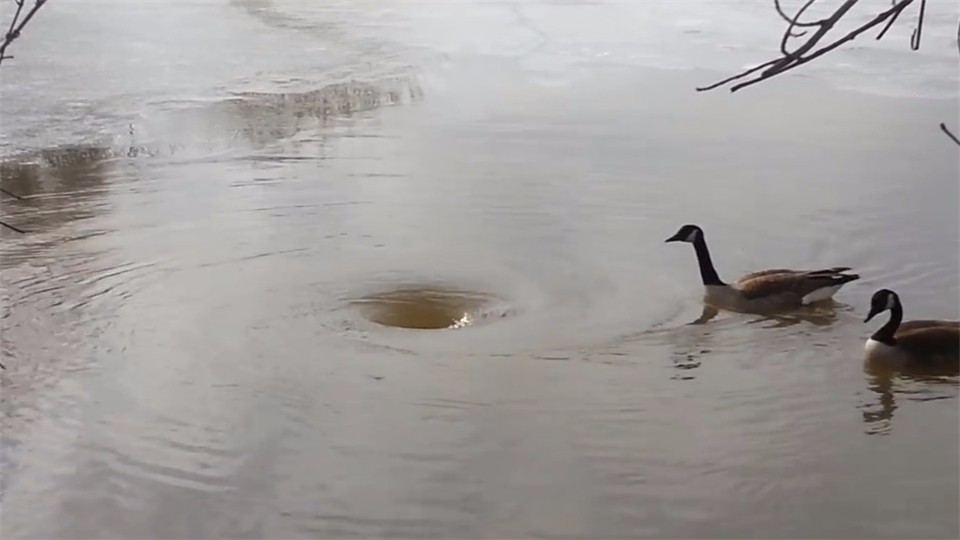 There was a whirlpool on the lake. If two geese swam past without incident, they almost overturned.