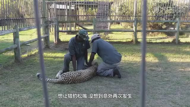 The cheetah bit the keeper's foot and his companions came to help him. Unexpectedly, it happened again.