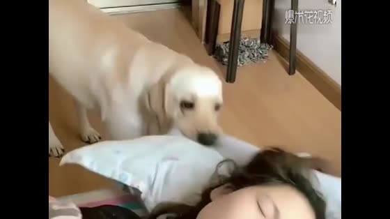 The man encouraged the dog to wake up his wife. The dog really understood it, but it was too rude.