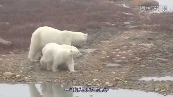 It's cruel for polar bears to eat even their children.