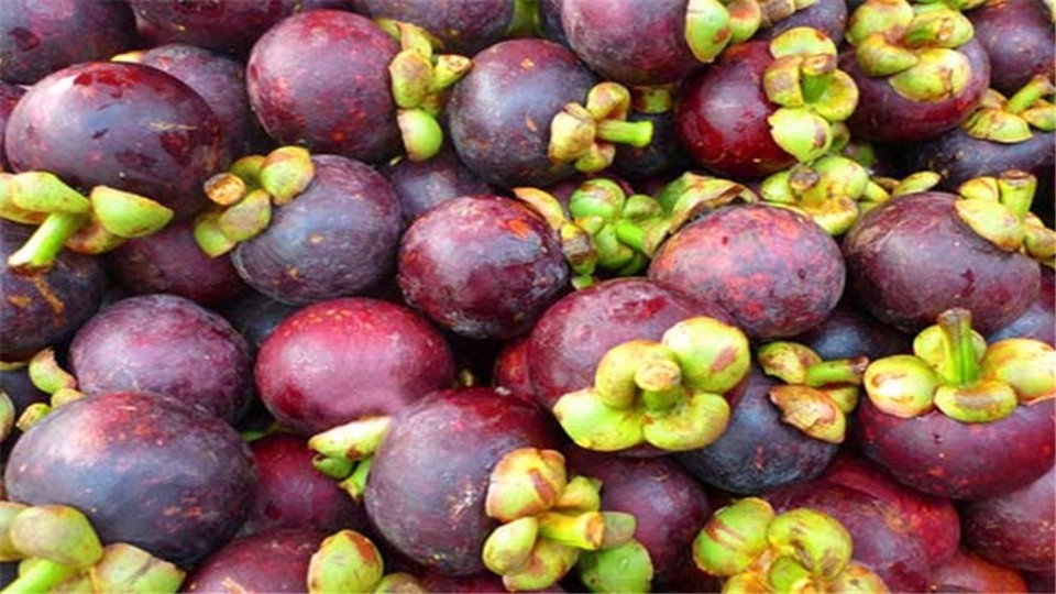 Teach you how to choose mangosteen. It's fresh and tasty. The key is simple method and fast learning.
