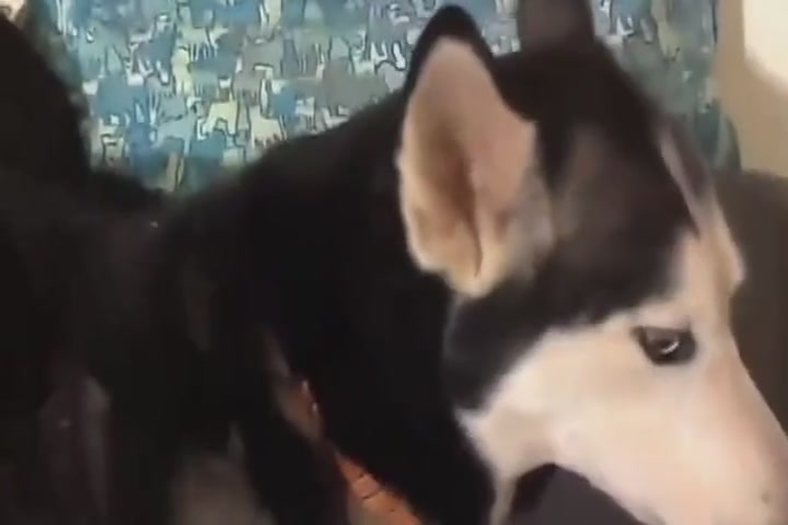 The shit shovel officer sings to Husky, who cries when he hears it.