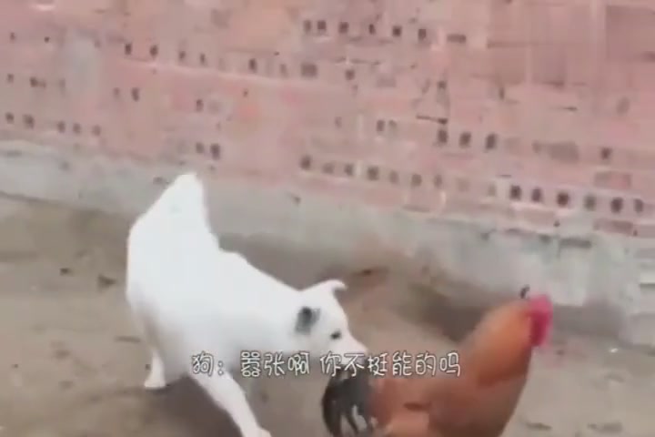 The dog and the cock were fighting, and the cock was bitten by the dog. The next scene was unexpected.