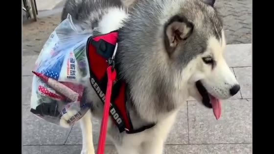 Huskey was so lazy that the hostess asked him to carry something back. He actually did it.