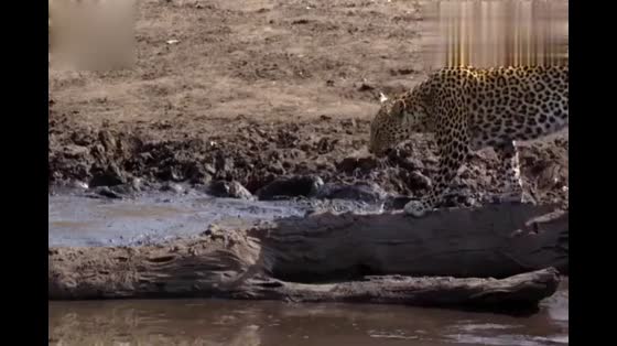 The leopard caught a dog and climbed up a tree just to eat. The next second he almost blew up.