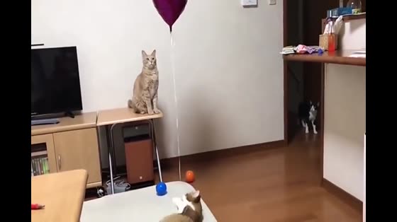 The owner bought a hydrogen balloon and was spotted by the big-faced cat.