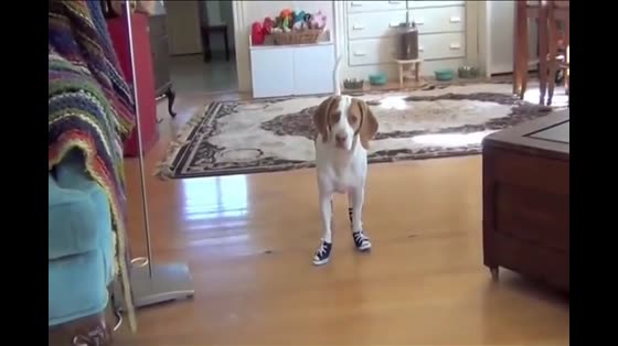 Have you ever seen a dog in shoes? This walking posture