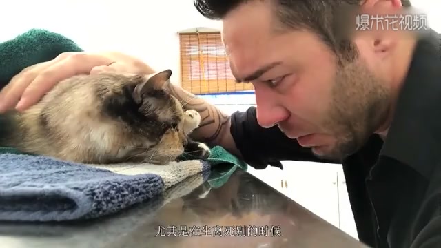 Before the cat died, she wept goodbye to her master. The master wept bitterly. May heaven never be separated.
