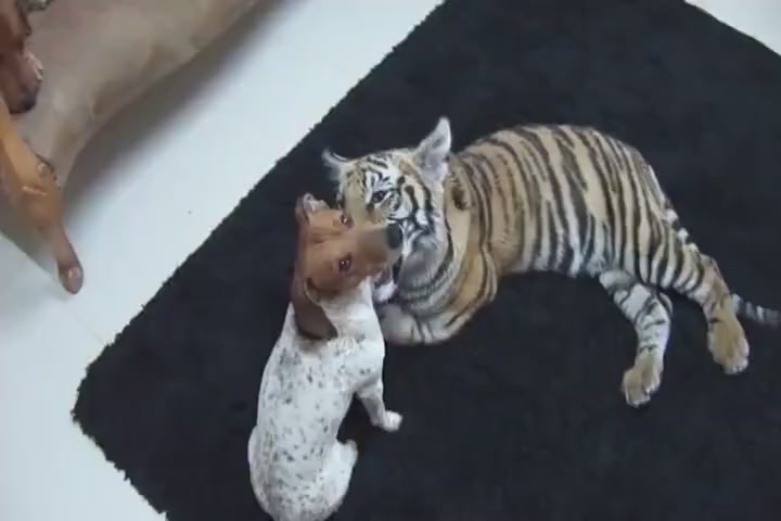 The tiger pretends to attack the dog. The dog's face is calm and the next second picture warms up.