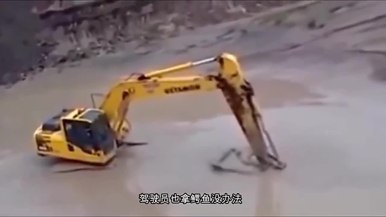 The giant crocodile meets the excavator. The crocodile uses the death roll to record the whole process.
