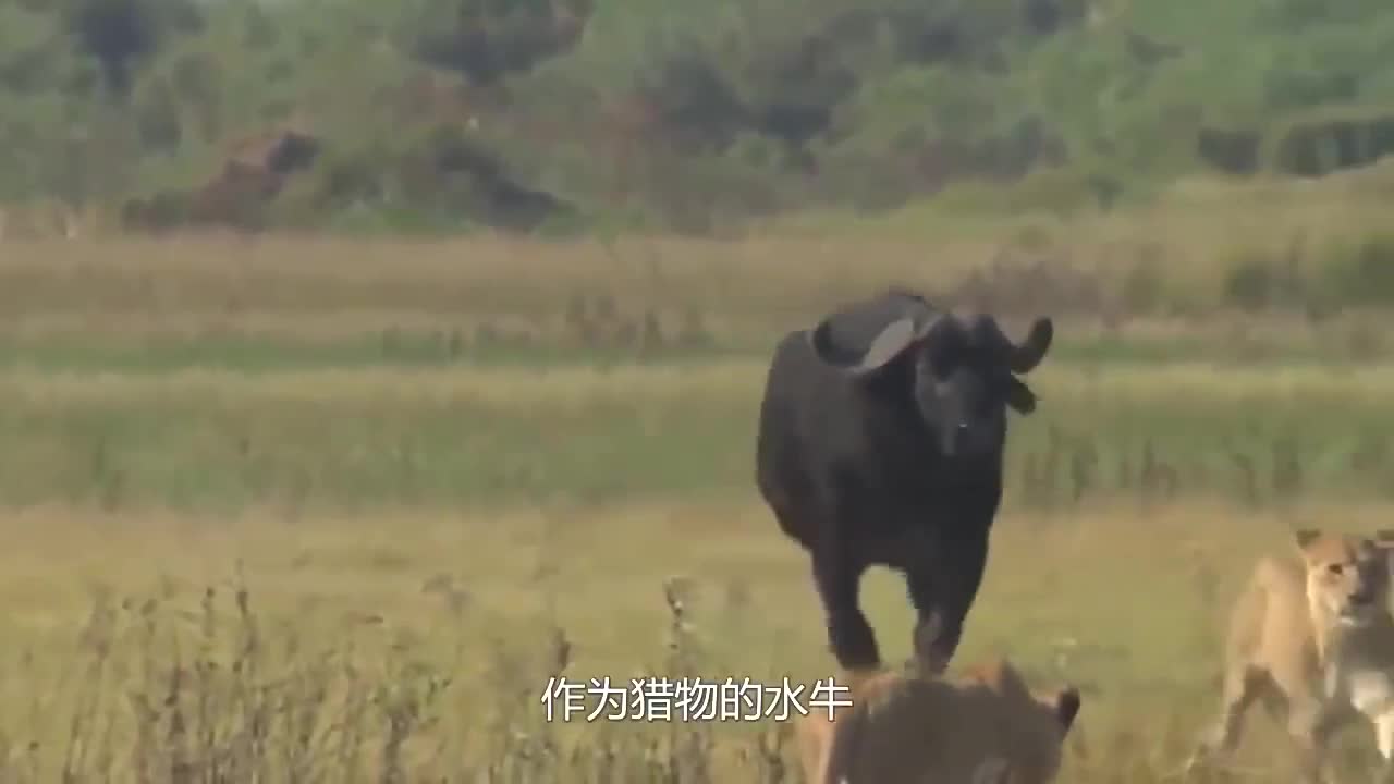 The buffalo chased the lion into the lion herd, and then retreated after the lion herd was ravaged. It was the peak of Niu Sheng's life.