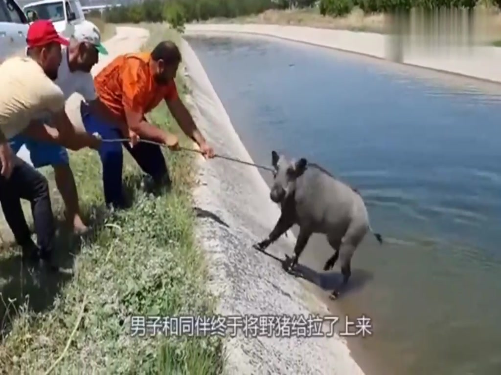 They saw the wild boar fall into the water to save it, but they didn't expect the wild boar to bite him.