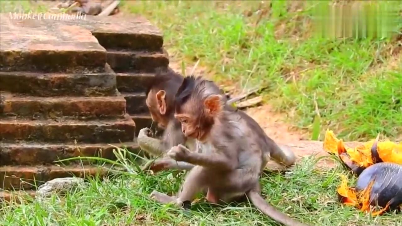 Little monkey Lizza finds it hard to eat outside food and chases her mother for milk!