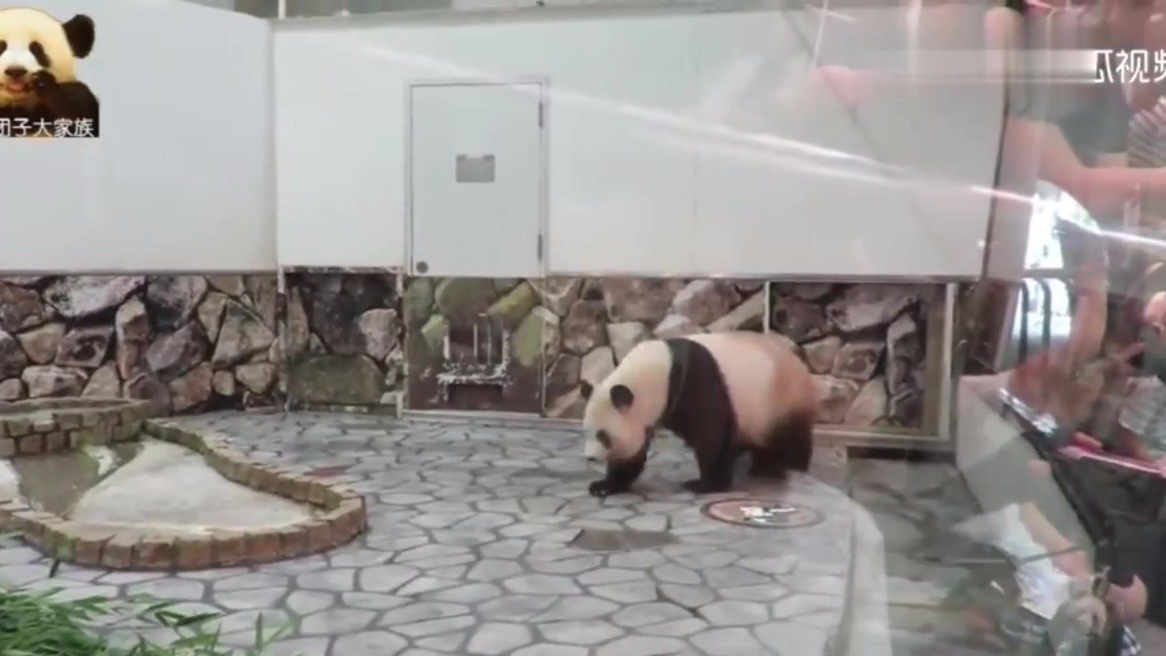 As soon as the mother arrived, the panda came up and opened the panda-child mode. It was naughty.