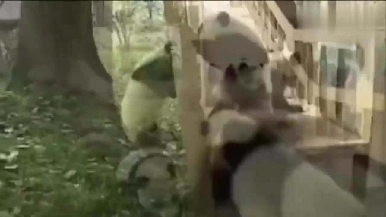 What a fool! Baby Panda Plays on the Slide