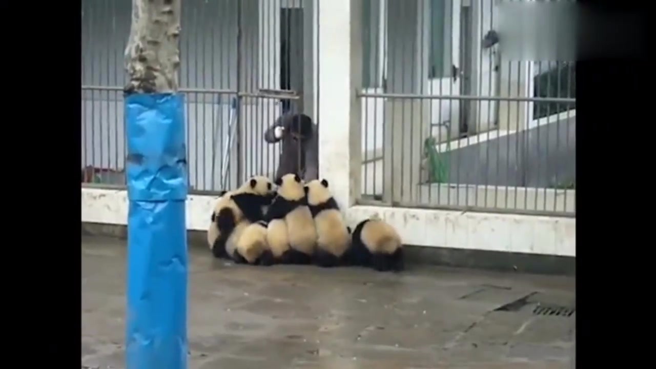 Every day with pandas, must be very happy? How envious of these two breeders!