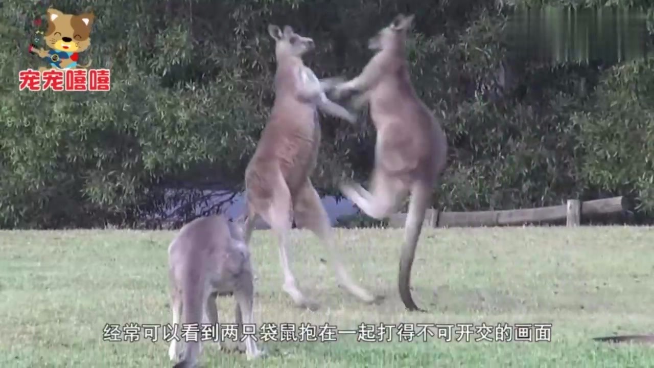 The goat who likes fighting meets the kangaroo who likes fighting. Next, please stop laughing.