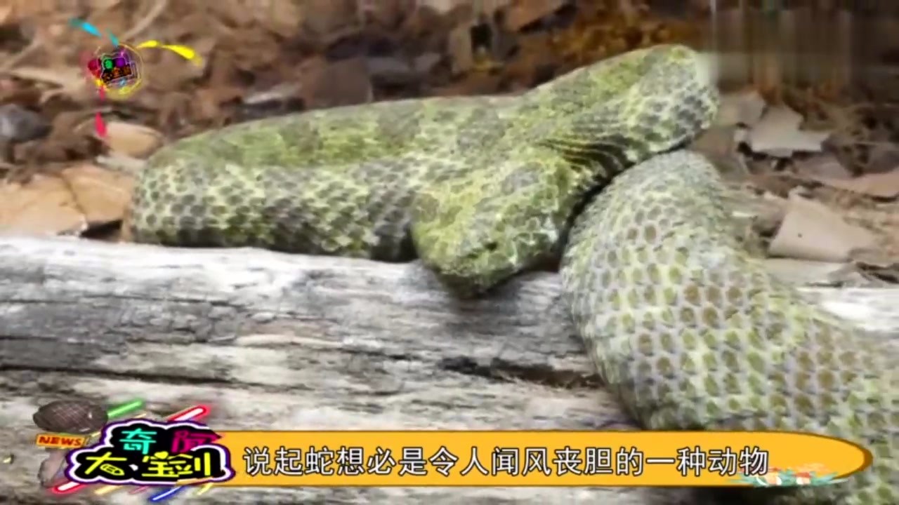 The world's most expensive venomous snake, known as the giant panda among snakes, is worth millions!