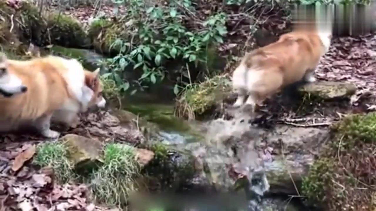 Three Kokies jumped across the stream. Well, what a long jump!