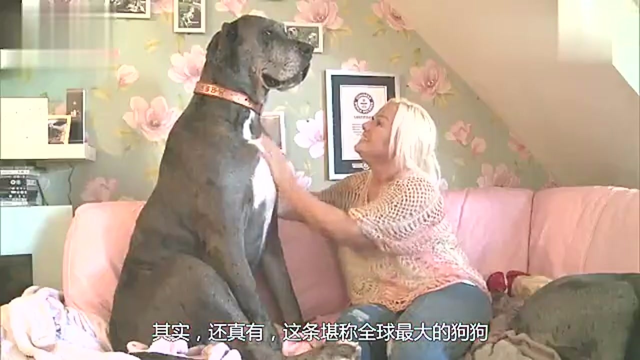 The world's largest dog, standing 23 meters, the hostess dedicated her youth to take care of it.