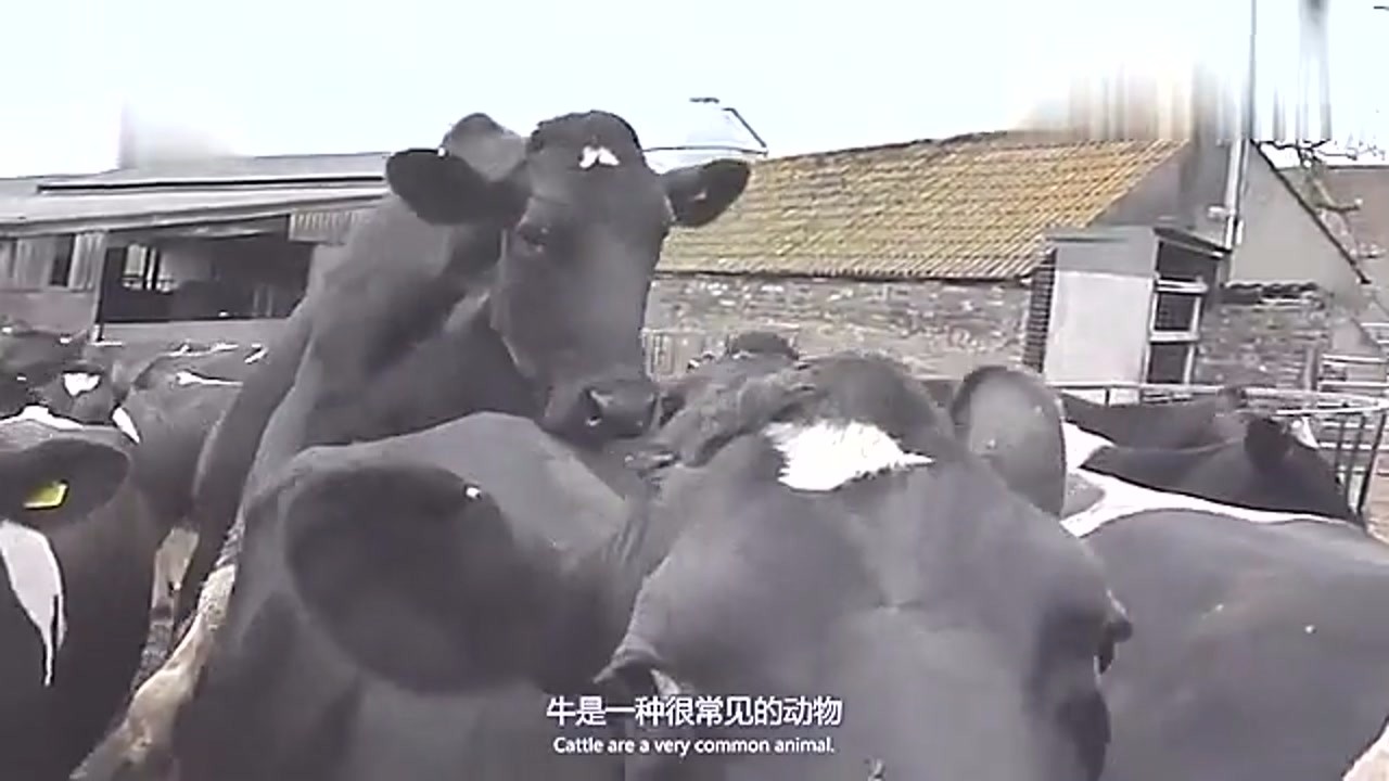 The world's largest cattle, the owner can not sell or slaughter, but can only give it old age