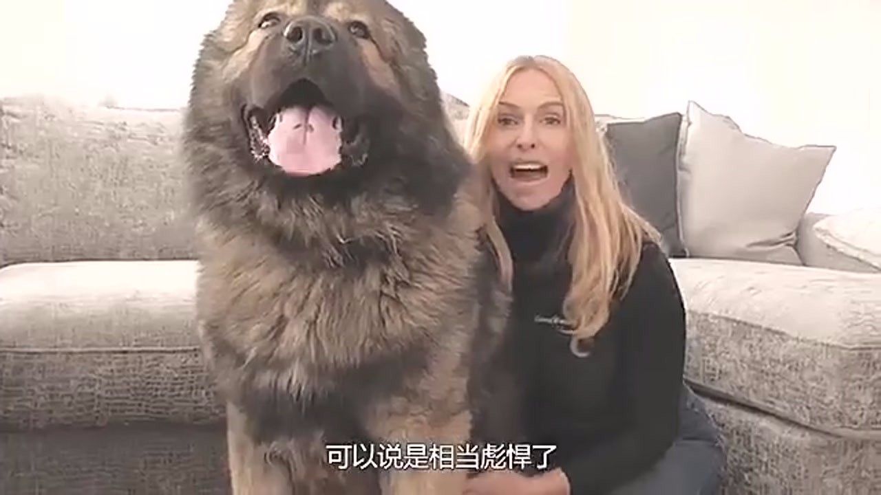 The most powerful dog in the world can defeat the Tibetan Mastiff in one minute and grow so fast.