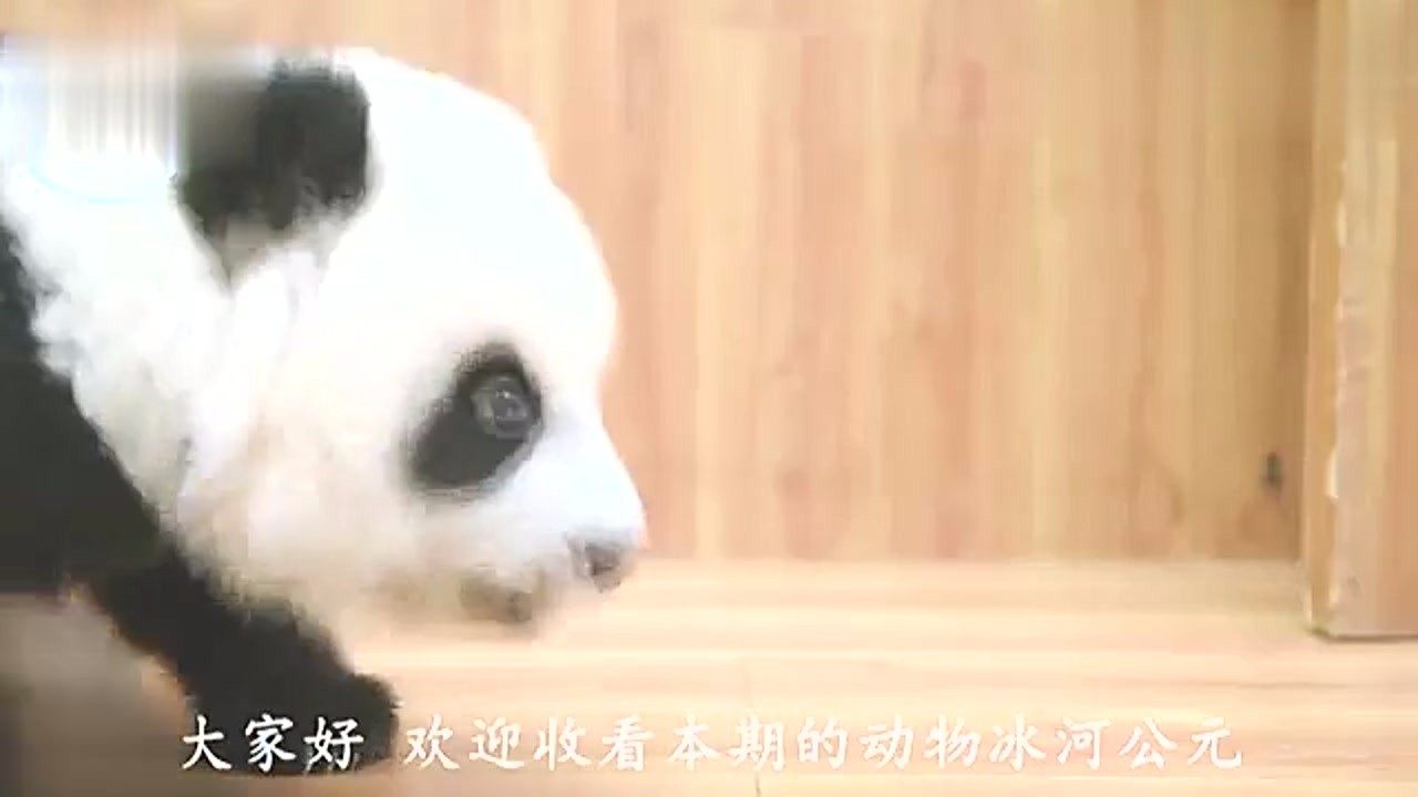 When the baby panda who accidentally fell into the pool was caught by his mother, the sad thing happened again.