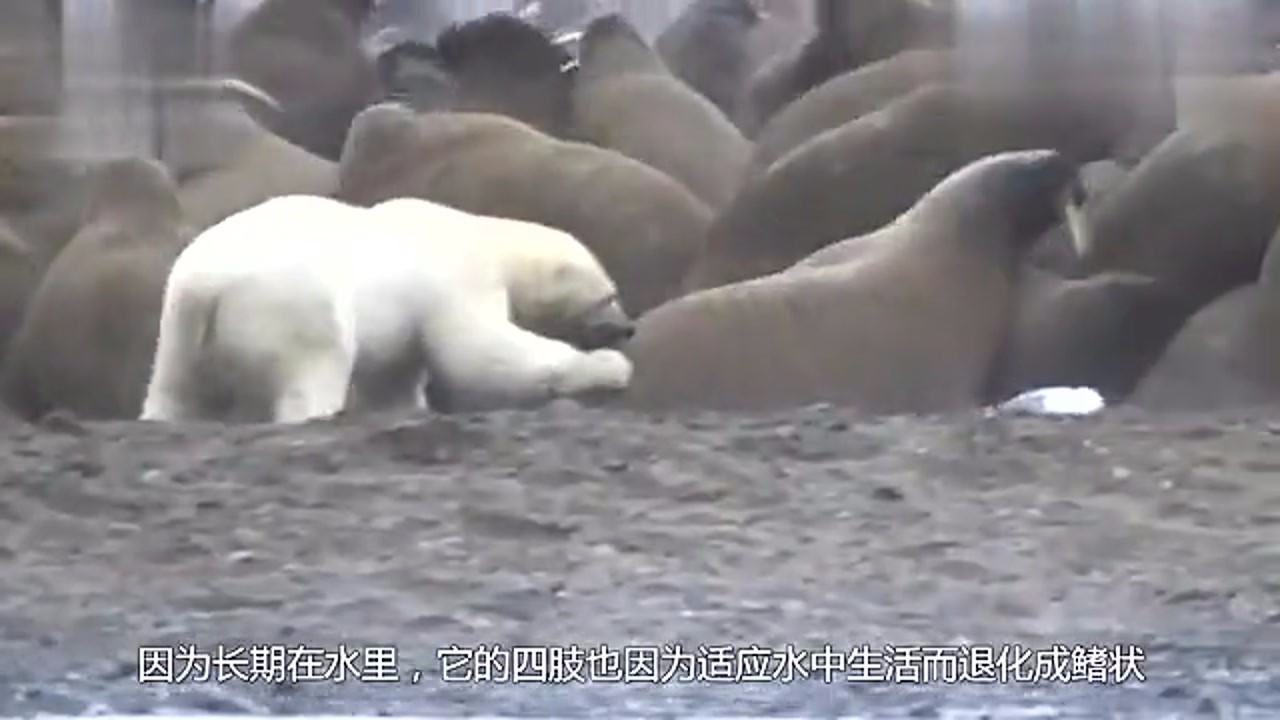 Tens of thousands of walruses jump 100 meters on the cliff collectively. The filmmakers are crying. Can humans save them?