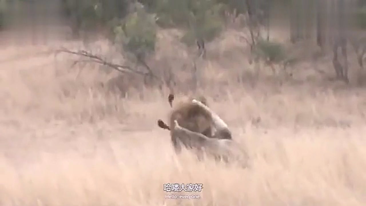 Three hyenas surrounded a badger and it turned out that the badger was not afraid at all.