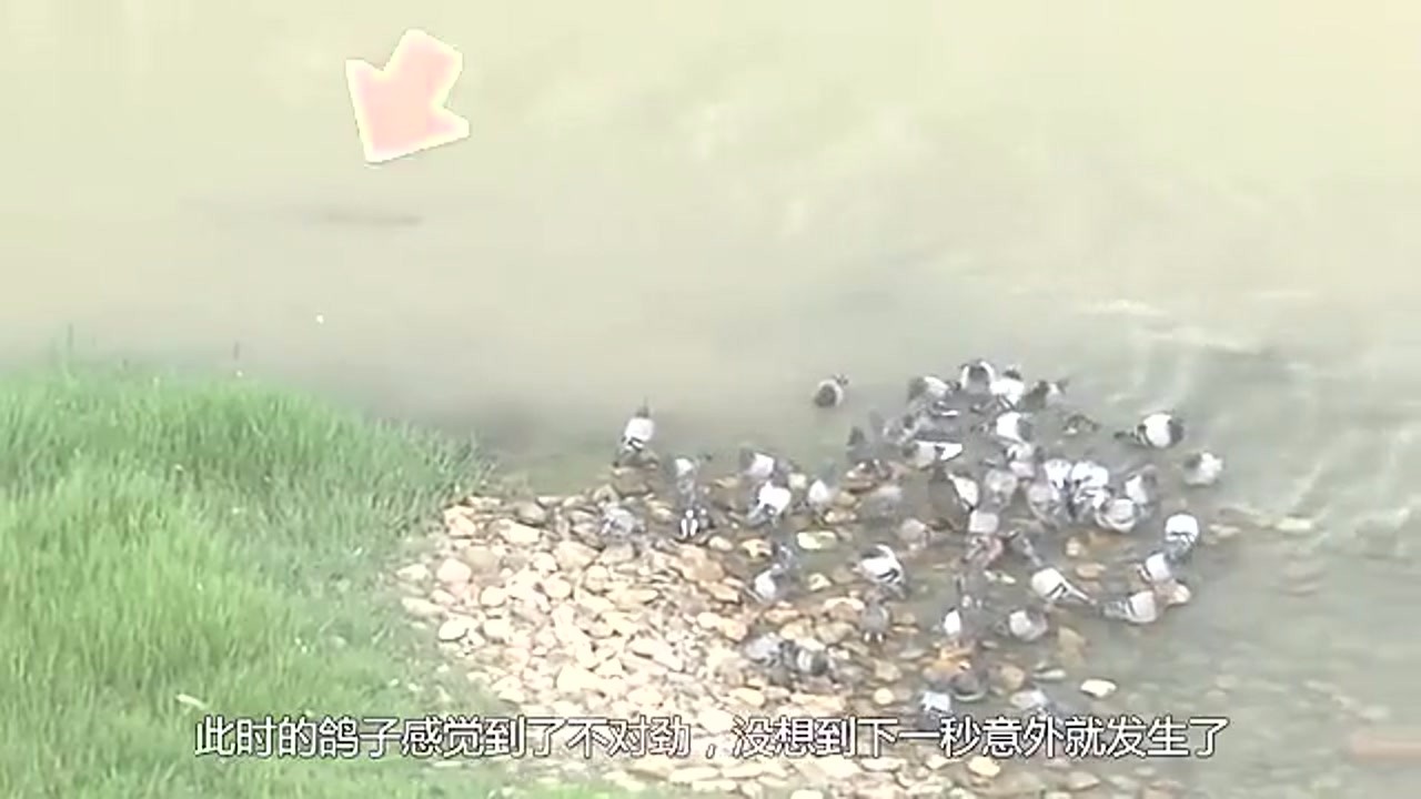 A group of pigeons were drinking water by the river. Suddenly they felt something wrong. The camera recorded a moment of despair.