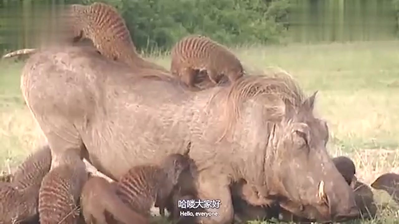 A group of meerkats surrounded the warthog. An unexpected scene happened. Netizens: It was so enjoyable.