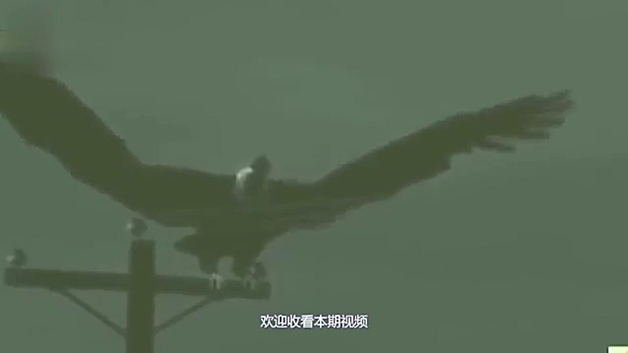 An eagle is very powerful, with wings stretching 7 meters and weighing 140 kilograms. The tiger and lion are not its opponents.