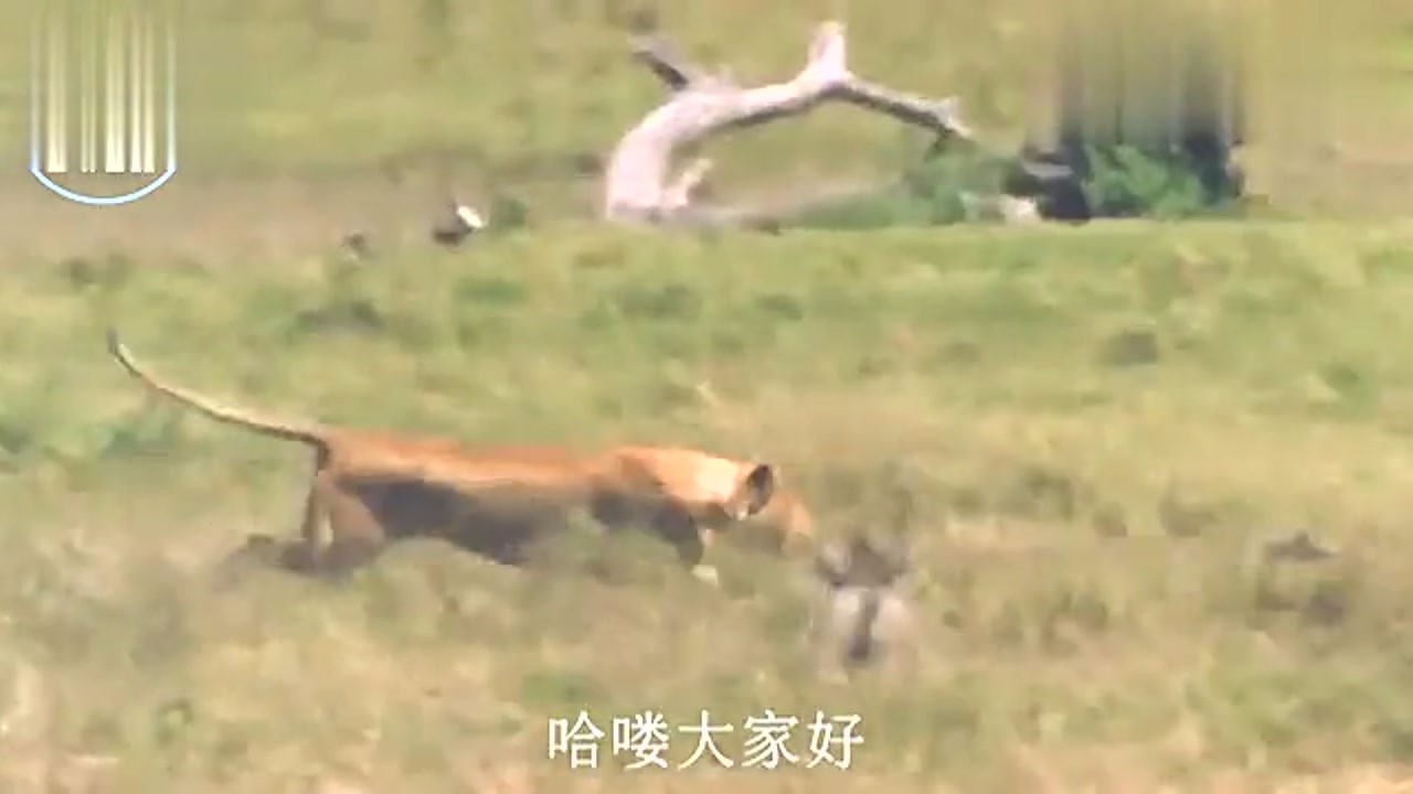 One pig, two bears, three tigers, why wild boars can exceed tiger giant boar is really not provoking.