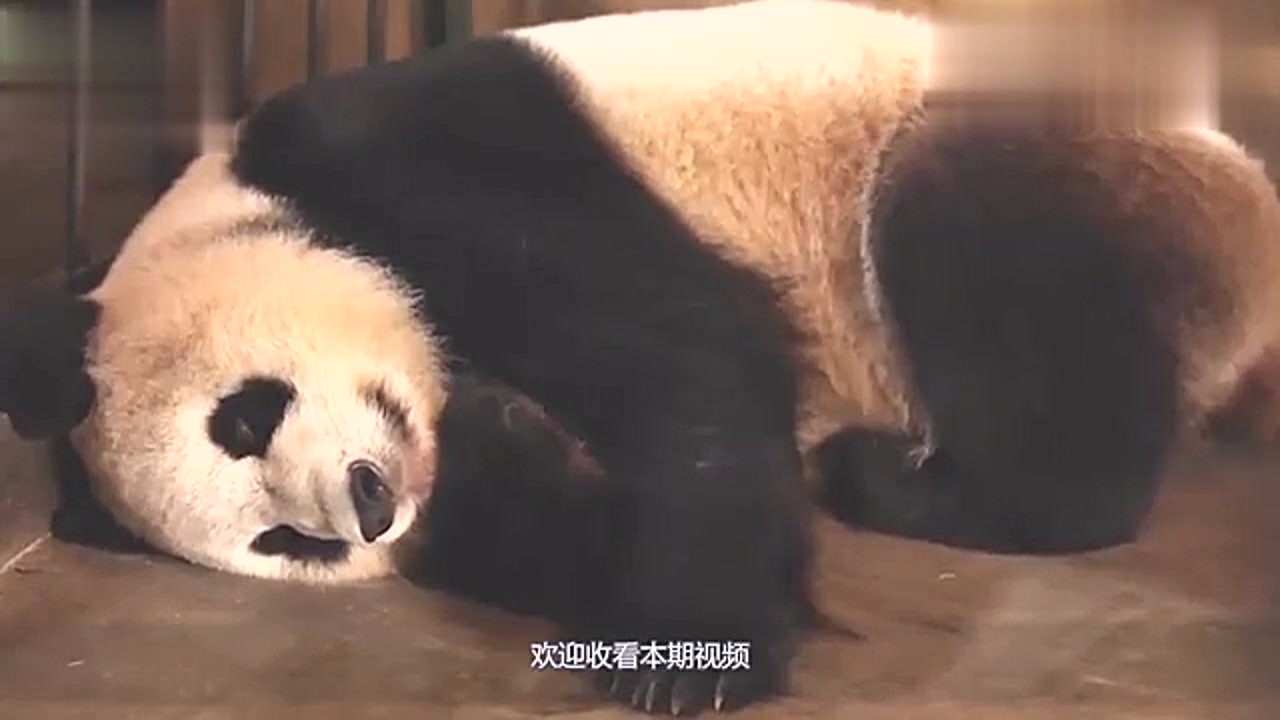 A bird was caught by a giant panda. Next, the giant panda tried to stop laughing.