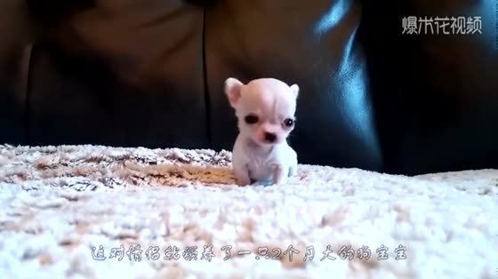 Two months puppy, by male and female owners take turns to kiss, the reaction of puppy is too funny.
