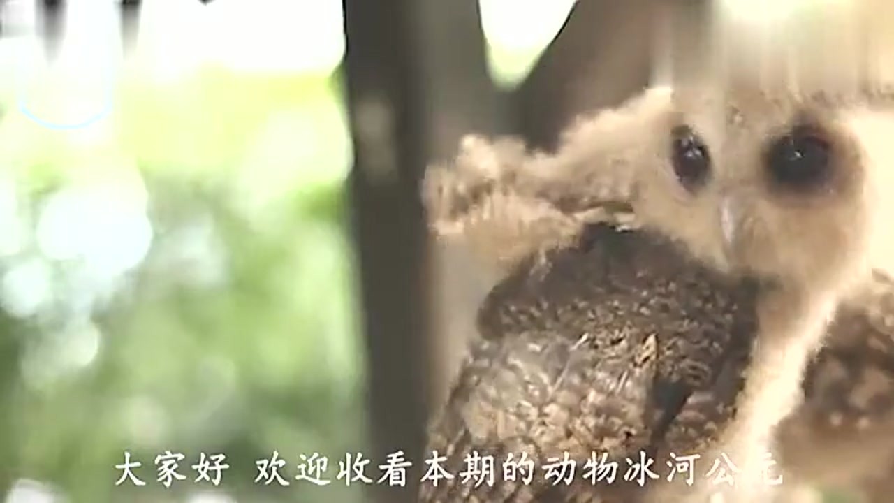 An owl with a cleanliness habit drinks water in different ways.