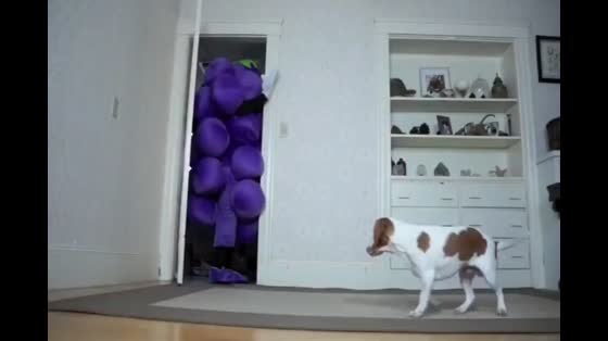 The owner wore grape clothes to play with the dog, but the dog actually responded.